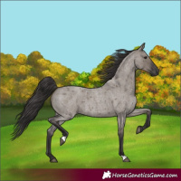 Horse Color:Smoky Grullo Roan 