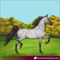 Horse Color:Smoky Grullo Roan 