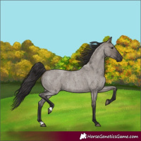 Horse Color:Smoky Grullo Roan 