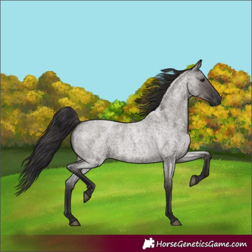 Horse Color:Smoky Grullo Roan