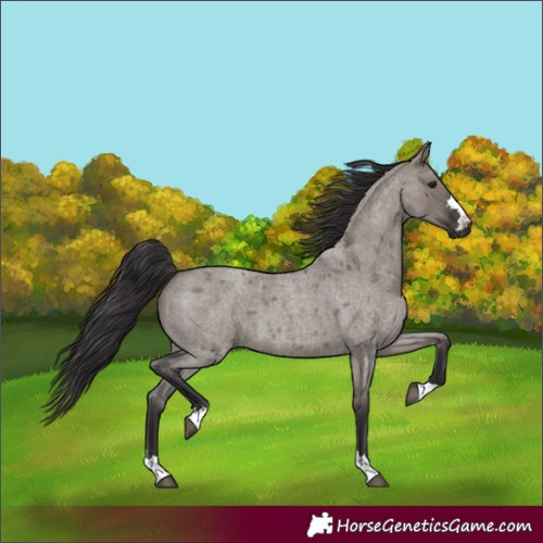Horse Color:Smoky Grullo Roan