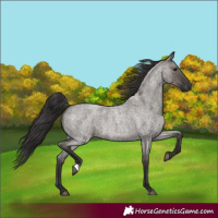 Horse Color:Smoky Grullo Roan