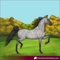 Horse Color:Smoky Grullo Roan 
