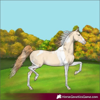 Horse Color:Gold Champagne Dun Splash Tobiano