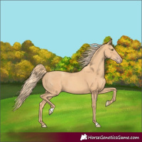 Horse Color:Gold Champagne 