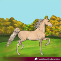 Horse Color:Gold Champagne 