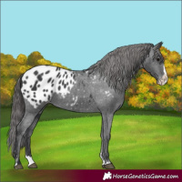 Horse Color:Black Splash Appaloosa 