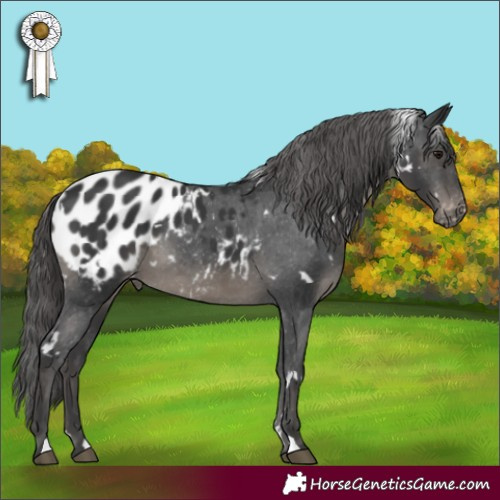 Horse Color:White Spotted Black Appaloosa 
