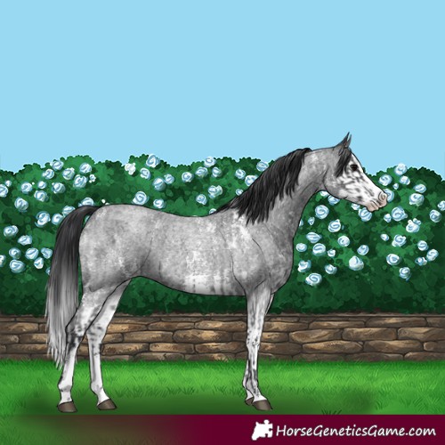 Horse Color:Blue Roan Sabino Splash  and Blue Roan Sabino Splash 