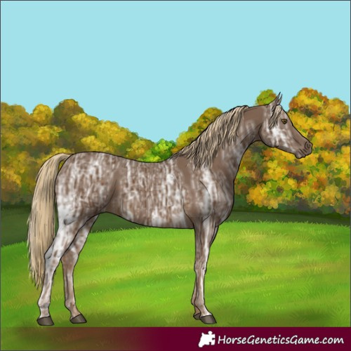 Horse Color:Chocolate Palomino Ice