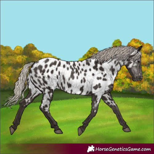 Horse Color:Gray Silver Black Appaloosa 