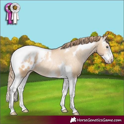 Horse Color:Buckskin Pearl Sabino Tobiano Appaloosa 