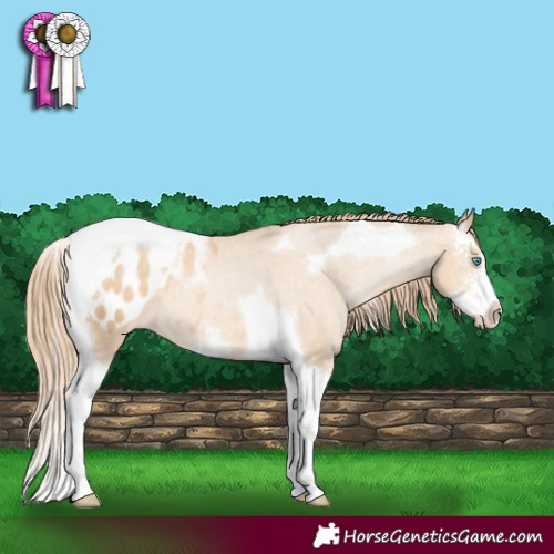 Horse Color:Buckskin Pearl Sabino Tobiano Appaloosa 