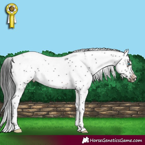 Horse Color:Brown Sabino Frame 