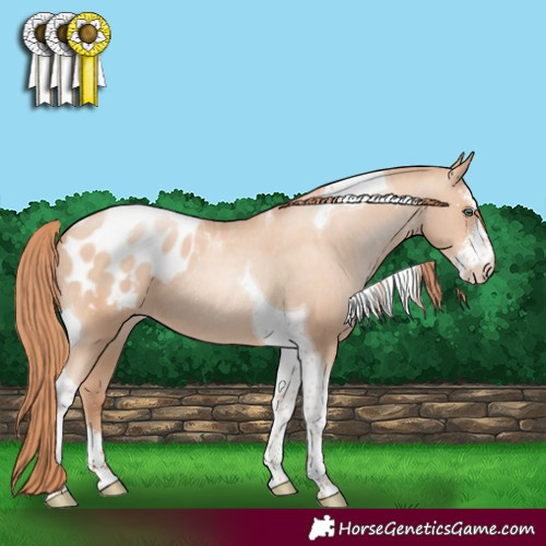 Horse Color:Sable Champagne Pearl Sabino Tobiano Appaloosa 