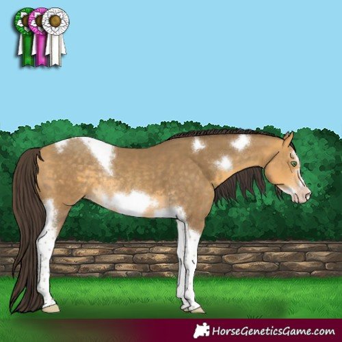 Horse Color:Sable Cream Champagne Tobiano Frame Rabicano 