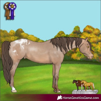 Horse Color:Amber Champagne Sabino Appaloosa