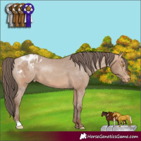 Horse Color:Amber Champagne Sabino Appaloosa 