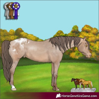 Horse Color:Amber Champagne Sabino Appaloosa