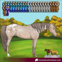Horse Color:Amber Champagne Sabino Varnish 