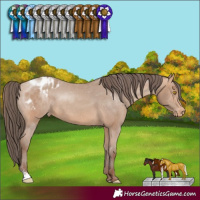 Horse Color:Amber Champagne Sabino Appaloosa 