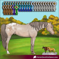 Horse Color:Amber Champagne Sabino Varnish