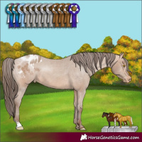 Horse Color:Amber Champagne Sabino Appaloosa