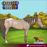 Horse Color:Amber Champagne Sabino Appaloosa