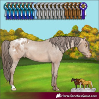 Horse Color:Amber Champagne Sabino Appaloosa