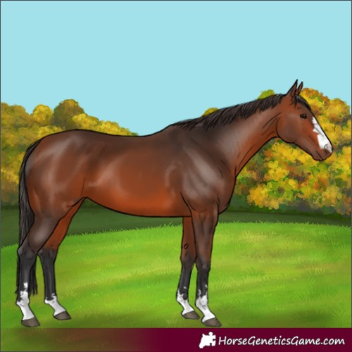 Horse Color:Bay 