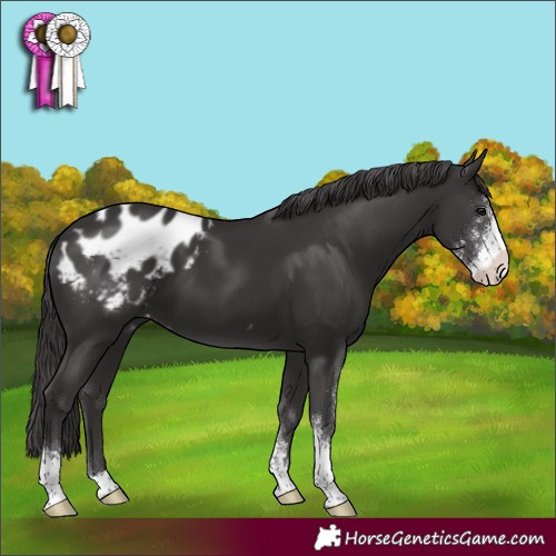 Horse Color:Smoky Black Sabino Blanket