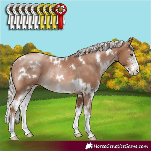 Horse Color:White Spotted Silver Black Pearl Sabino Rabicano 