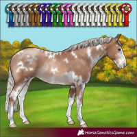 Horse Color:White Spotted Silver Black Pearl Sabino Rabicano