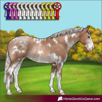 Horse Color:White Spotted Silver Black Pearl Sabino Rabicano 