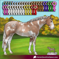 Horse Color:White Spotted Silver Black Pearl Sabino Rabicano 