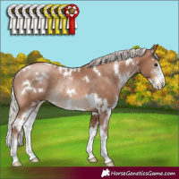 Horse Color:White Spotted Silver Black Pearl Sabino Rabicano