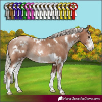 Horse Color:White Spotted Silver Black Pearl Sabino Rabicano