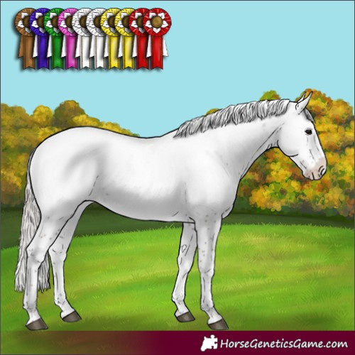 Horse Color:Silver Black Sabino Appaloosa Rabicano 