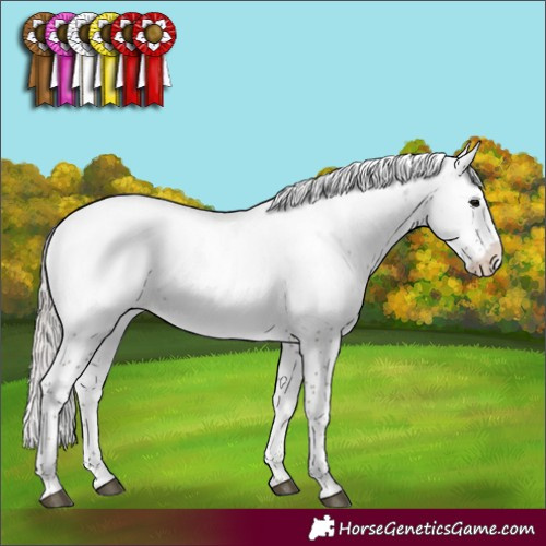 Horse Color:Silver Black Sabino Appaloosa Rabicano 