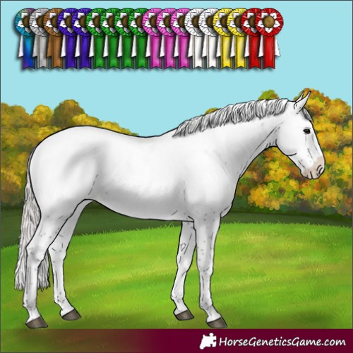 Horse Color:Silver Black Sabino Appaloosa Rabicano 