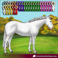 Horse Color:Silver Black Sabino Near Fewspot Rabicano 
