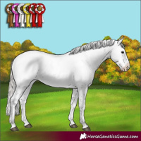 Horse Color:Silver Black Sabino Appaloosa Rabicano