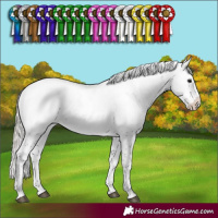 Horse Color:Silver Black Sabino Appaloosa Rabicano 