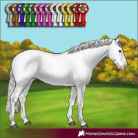 Horse Color:Silver Black Sabino Appaloosa Rabicano
