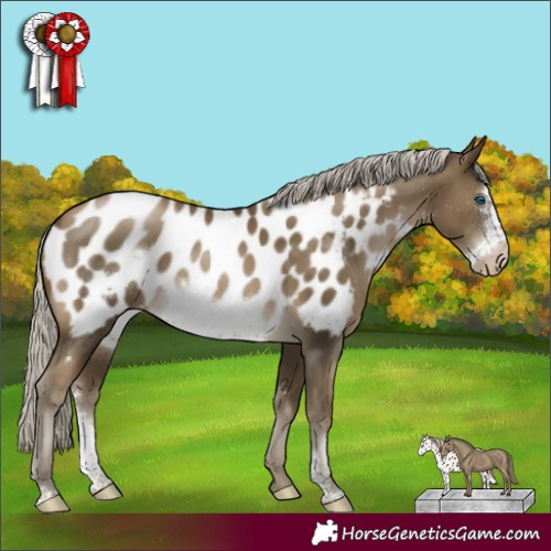 Horse Color:Gray Silver Smoky Black Pearl Sabino Frame Near Leopard