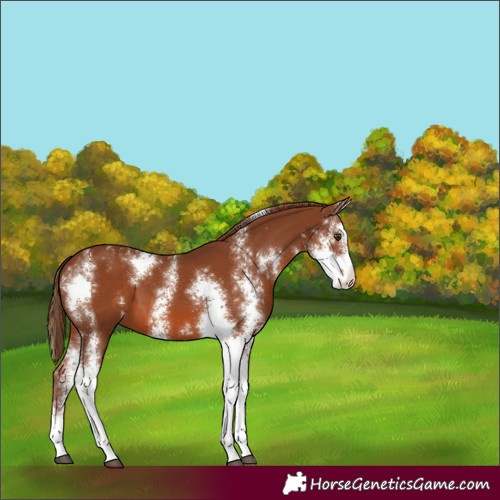 Horse Color:Chestnut Sabino Appaloosa