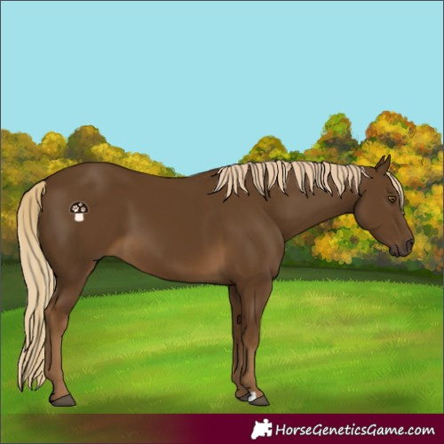 Horse Color:Chocolate Palomino 