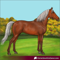 Horse Color:Silver Bay 