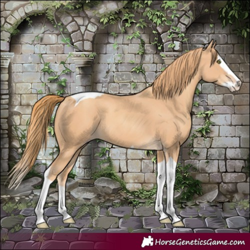 Horse Color:Gold Champagne Splash Tobiano 