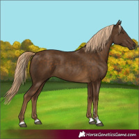Horse Color:Chocolate Palomino